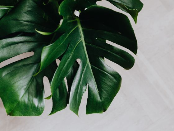 Media Tanam Monstera