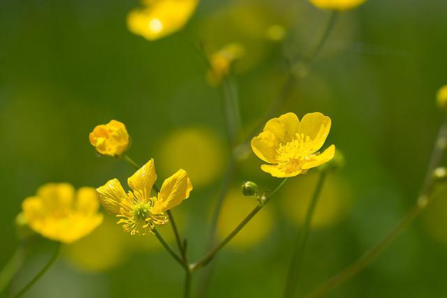 Ranunculus Posion