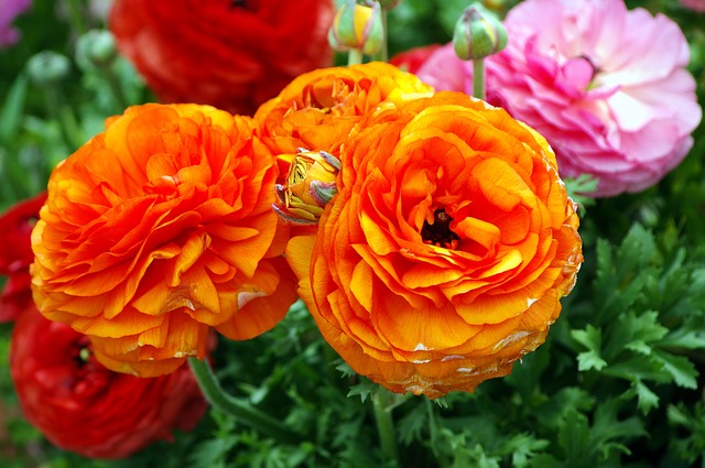 Bunga Ranunculus