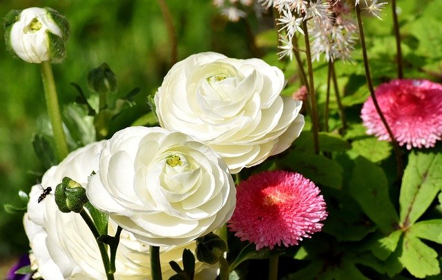 Bunga Ranunculus