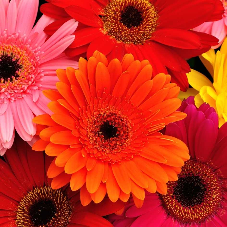 Arti Bunga Gerbera, Keceriaan yang Terpancar di Setiap Kelopak - makna bunga gerbera