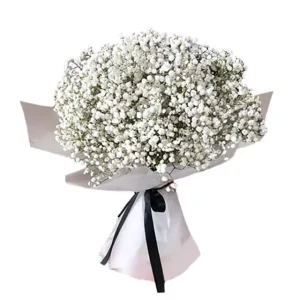 innocent Baby breath