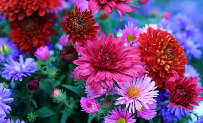 Aster Gerbera - Mengenal Bunga Aster 