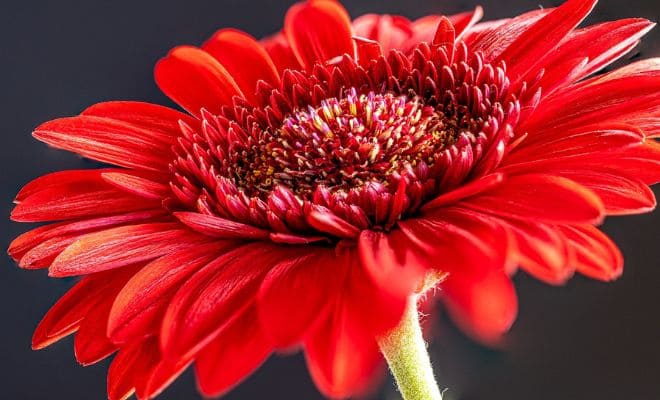 Aster Merah - Mengenal Bunga Aster