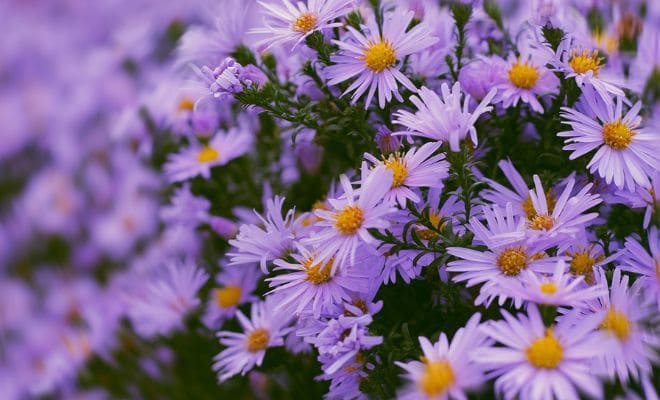 Bunga Aster Umum