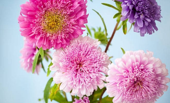 China Aster - Mengenal Bunga Aster