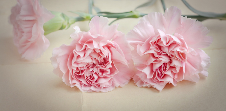 Pink carnations