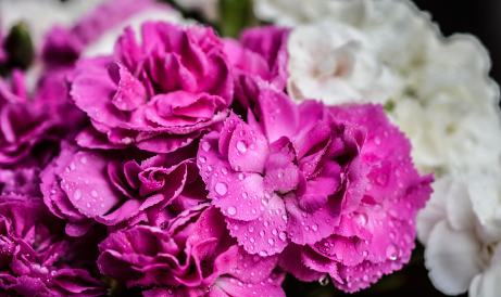 Purple carnations