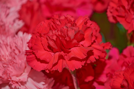 Red carnations