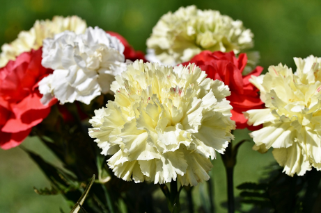 White carnations
