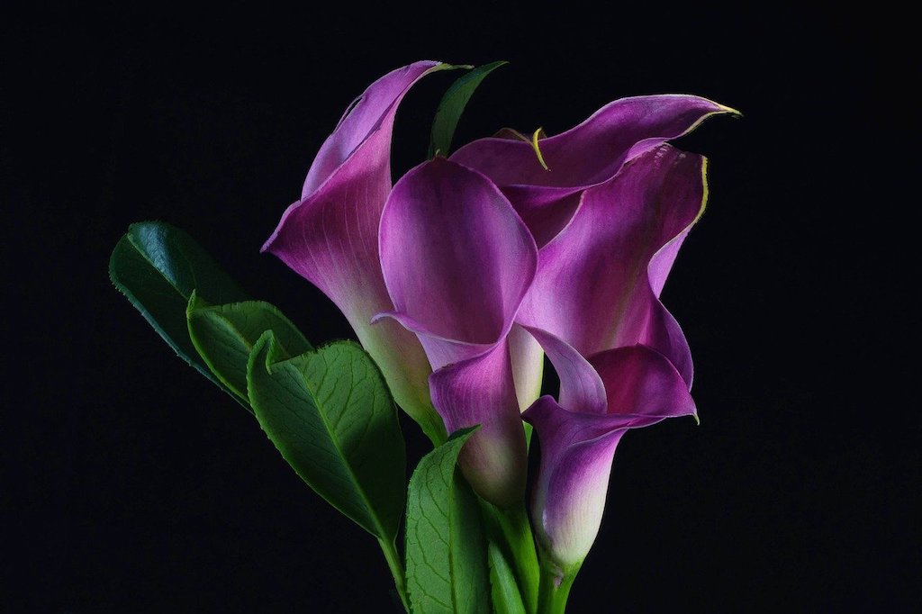 Calla Lily