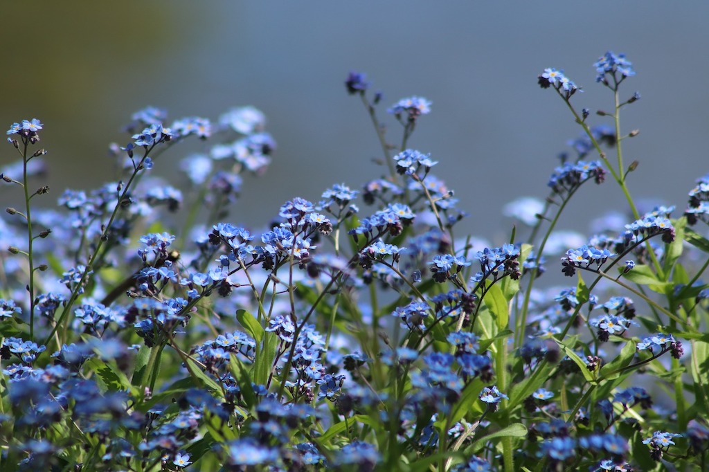 What are Forget-Me-Not Flowers?