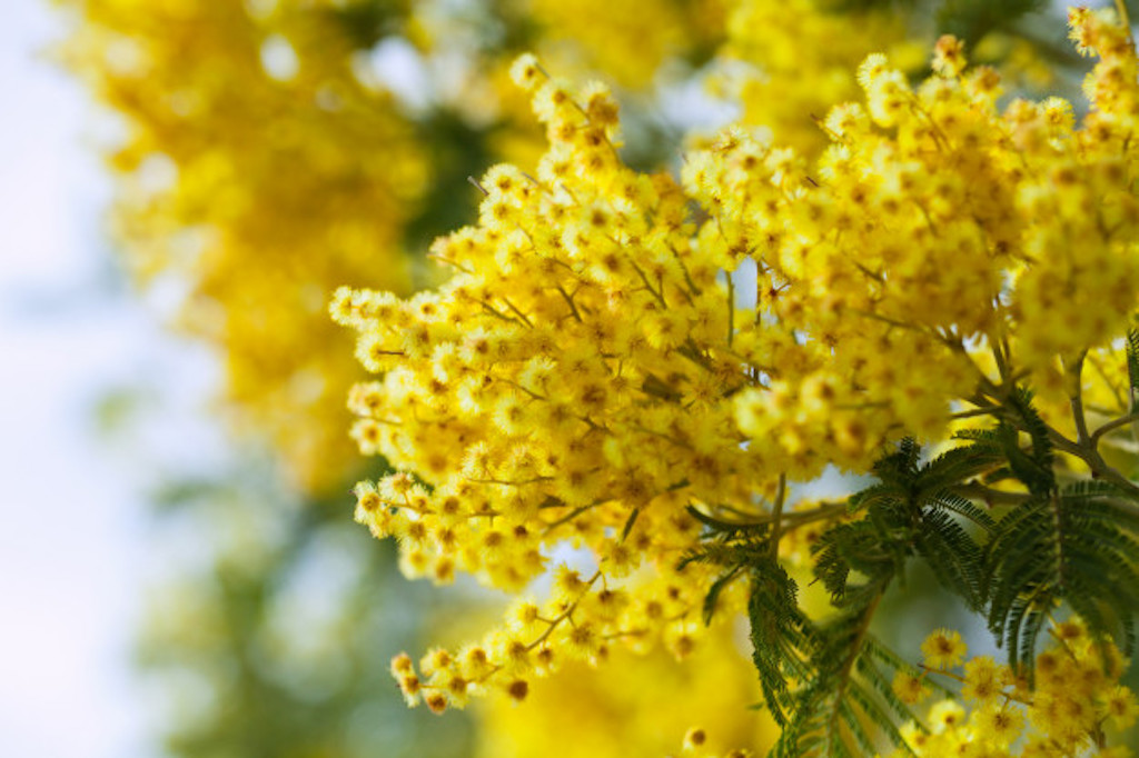 Mimosa