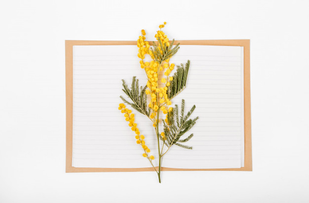 Mimosa