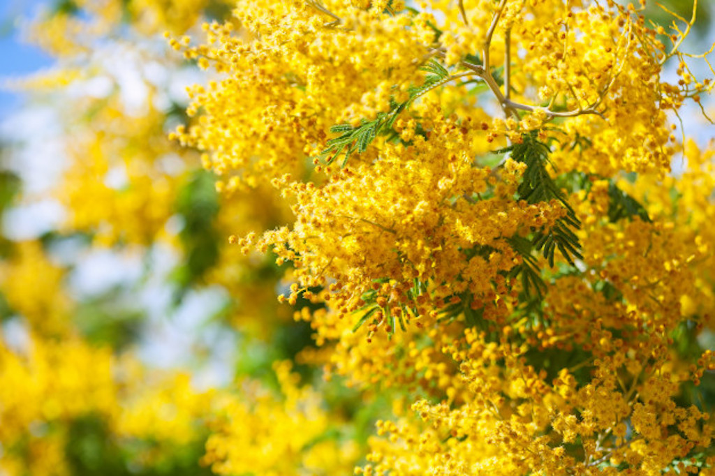 Mimosa