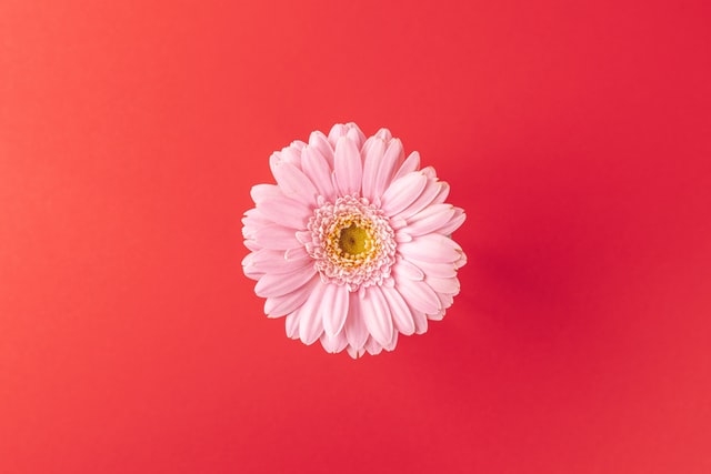 Argyranthemum Angelic Dark Pink