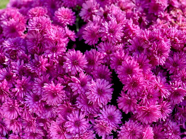 Sugar Cheer | Most Colourful Daisies