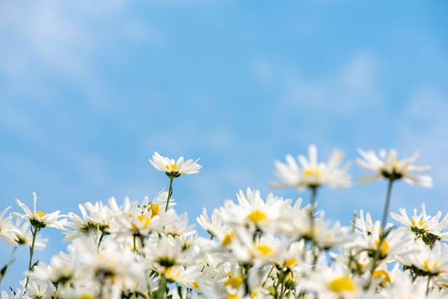 White Daisies