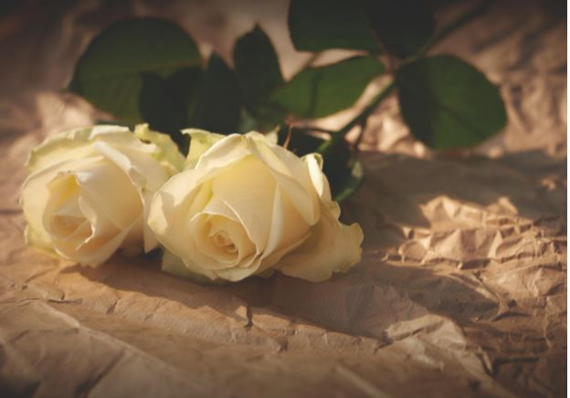 White Roses For Many Occassions