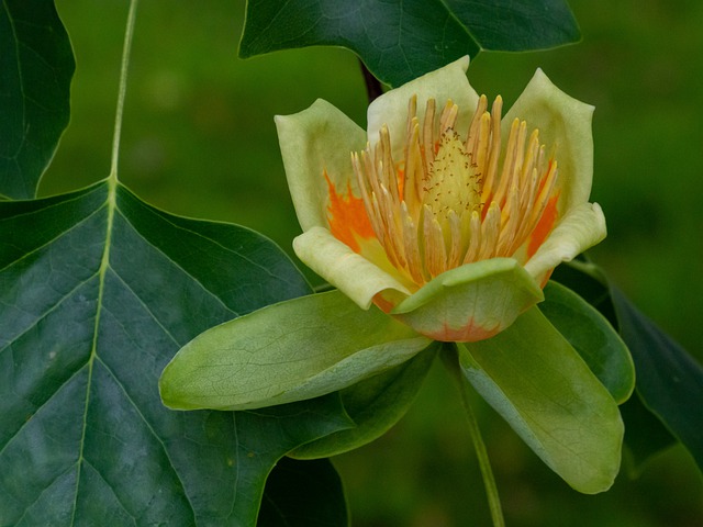 Tulip Tree Flower