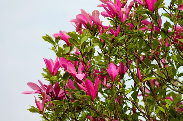 Tulip Tree Pink