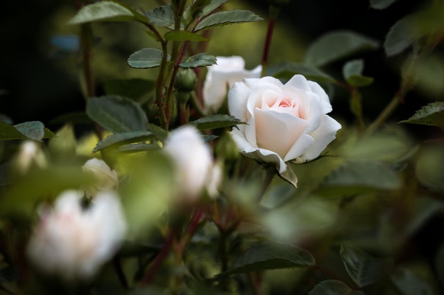 White Roses Symbolism