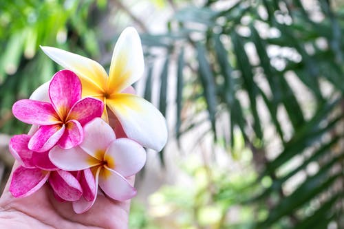 Plumeria Exotic Flowers