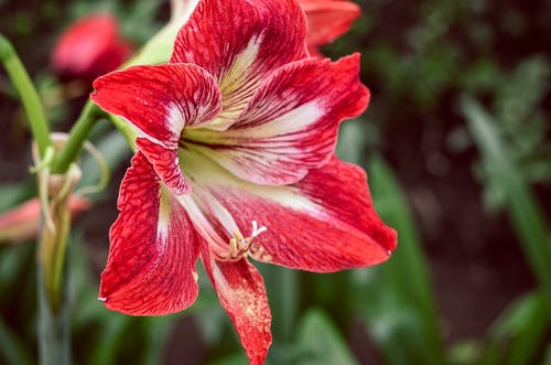 Amarylis as Exotic Flowers