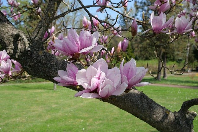 Magnolia Tulip Tree