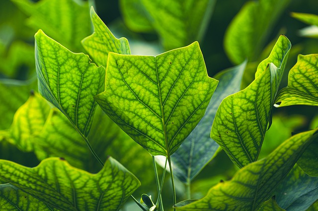 Tulip Tree Leaf