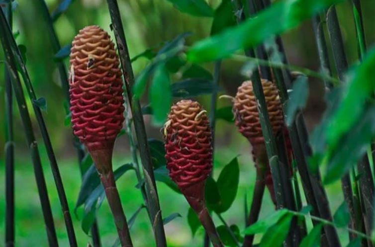Maraca Ginger