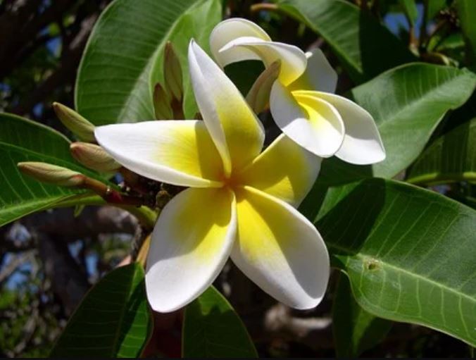 Tropical Flowers