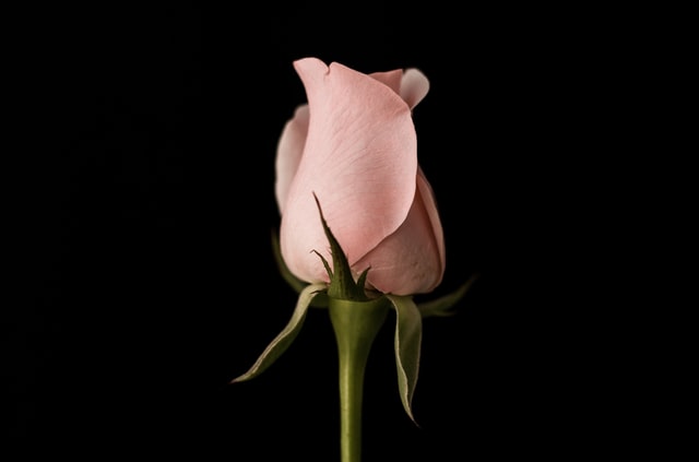 Check The Rose First