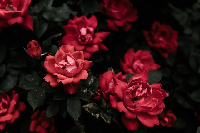 How to Grow Rose from Seed