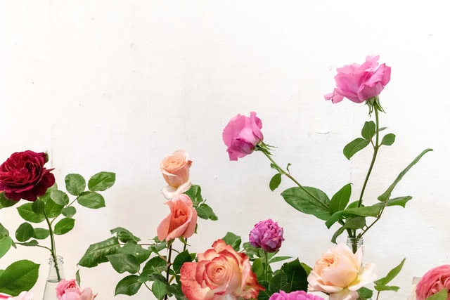How To Keep Roses Alive