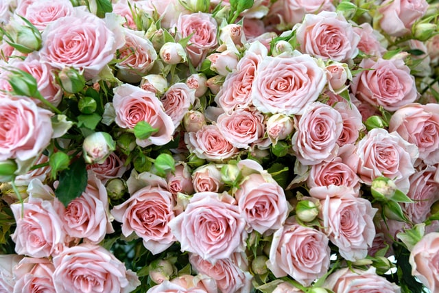How to Plant Seed Rose