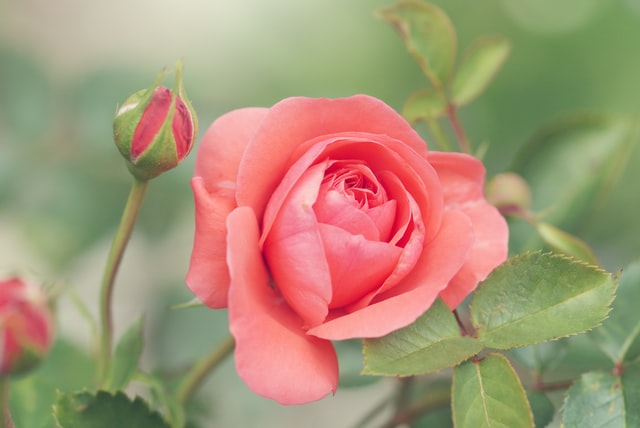 Pick The Rose First