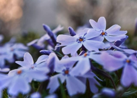 Phlox