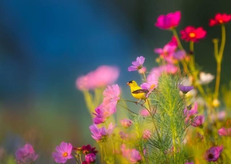 Popular Spring Flowers