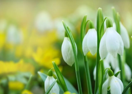 Snowdrop