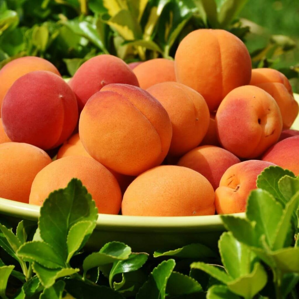 Apricots-Summer-Fruits