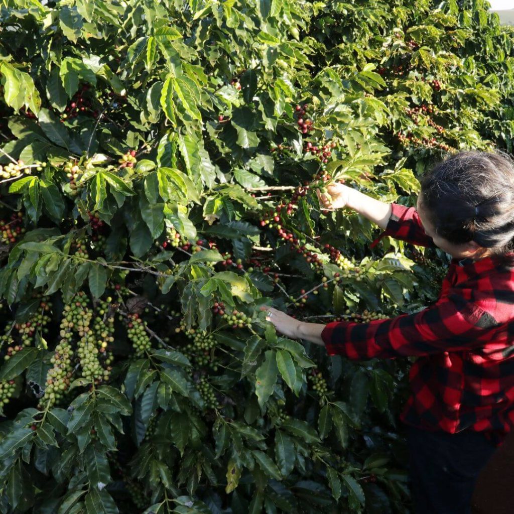 Cherry-picking