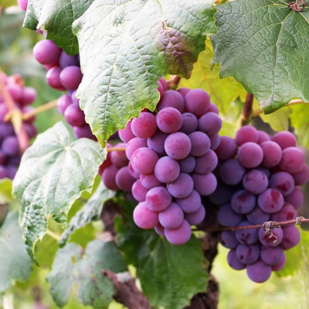 Fresh Fruit Grapes