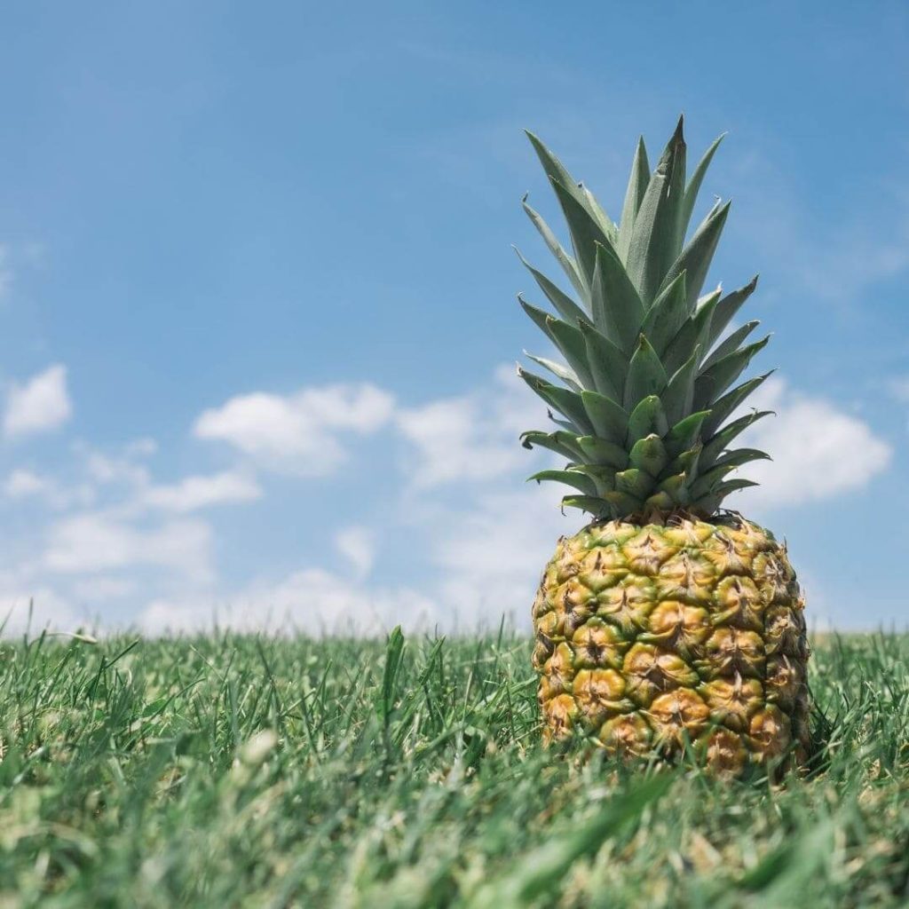 Pineapples