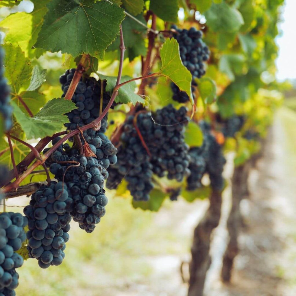 Grapes Fruits