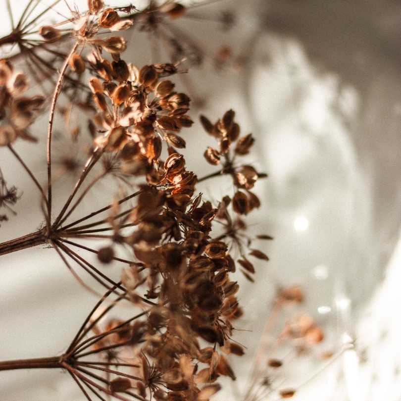 Dried Flower Meanings | Do They Last Forever? - real dried flower