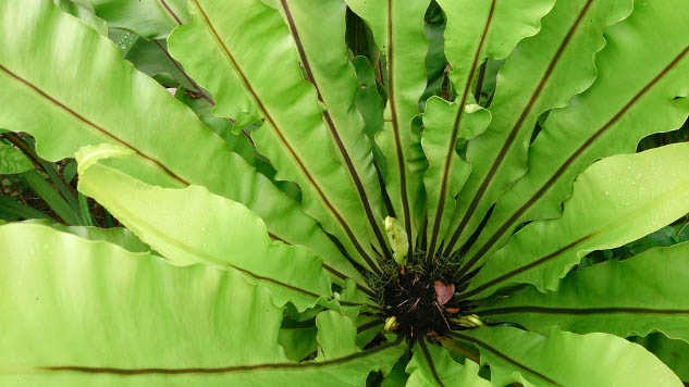 Bird's nest fern