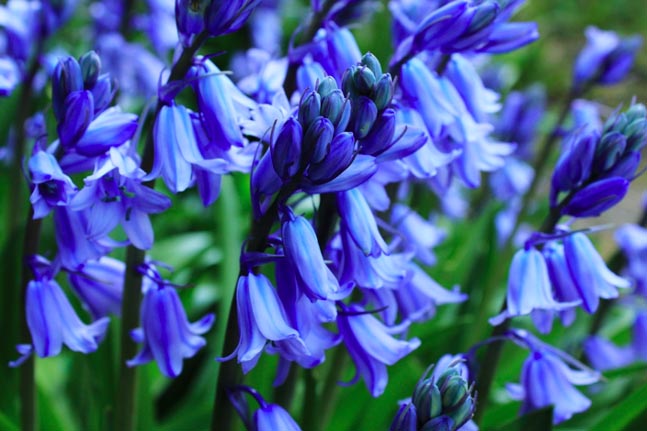 Bluebells