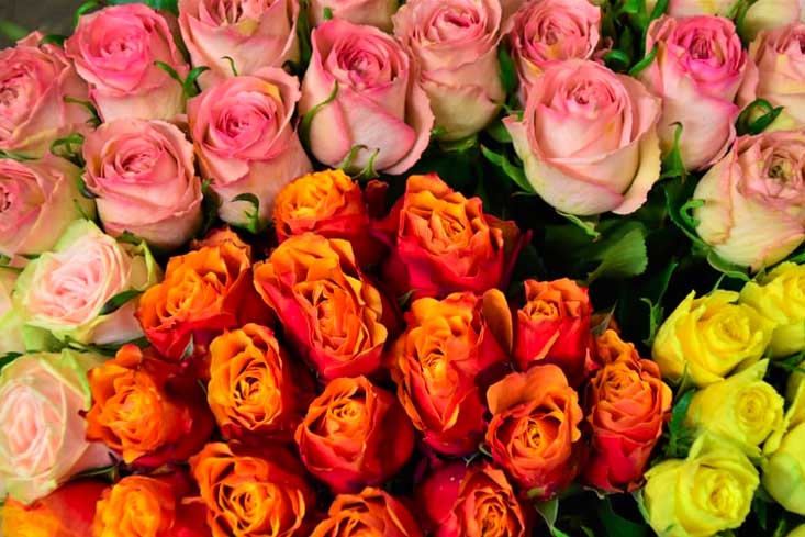 Different colors of roses