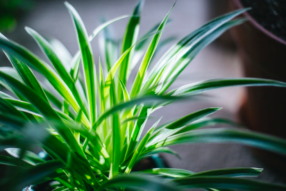Healthy Spider Plant